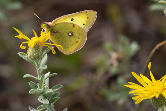 A clouded sulphur butterfly feeds on a yellow flower - Powered by Adobe
