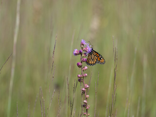 Monarch butterfly with wings spread feeding on a blazing star flower