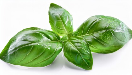 Fototapeta premium Green Basil With Water Drops Isolated On A White Background