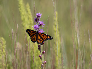 Monarch butterfly with wings spread feeding on a blazing star flower