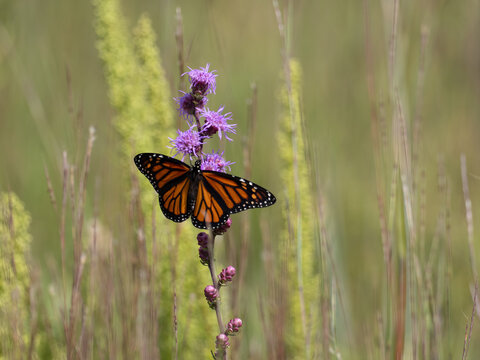 Monarch butterfly with wings spread feeding on a blazing star flower