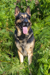 Happy German Shepherd dog sitting in lush green ferns with tongue out. Beautiful outdoor portrait of loyal pet in natural forest setting. Perfect for dog lovers and nature concepts.
