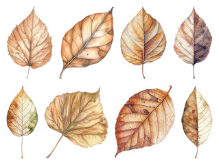 Obraz premium PNG Detailed autumn leaves illustration, element set on transparent background