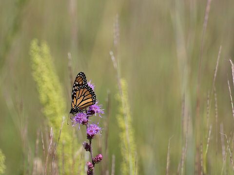 Monarch butterfly with wings spread feeding on a blazing star flower