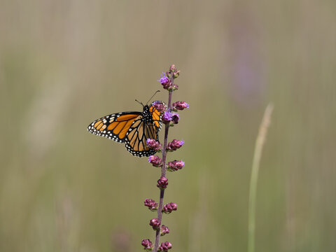 Monarch butterfly with wings spread feeding on a blazing star flower