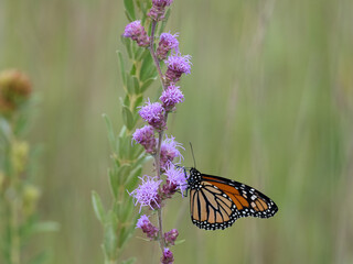 Monarch butterfly with wings spread feeding on a blazing star flower
