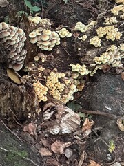 Large Cluster of Wild Mushrooms on a Tree Stump