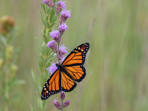 Monarch butterfly with wings spread feeding on a blazing star flower
