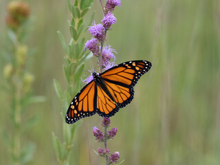 Monarch butterfly with wings spread feeding on a blazing star flower