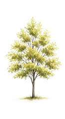Fototapeta premium Watercolor painting of a tree with light-green foliage, brown trunk, and small patch of grass at its base, isolated on white background, representing nature, growth, and serenity