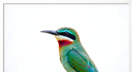 Obraz premium lilac breasted roller isolated on white