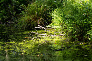 Obraz premium Urlaub im UNESCO-Biosphärenreservat Spreewald bei Lübbenau (Brandenburg, Oberspreewald/Lausitz)