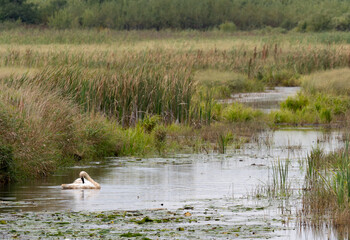 a trumpeter swan swims in a pond surounded by prairie on a summer day