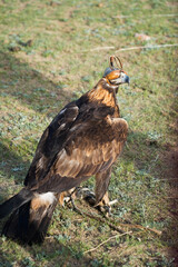 golden eagle