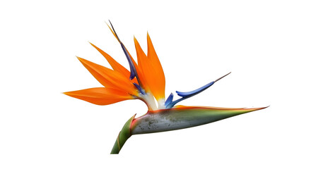 exotic flower isolated on white