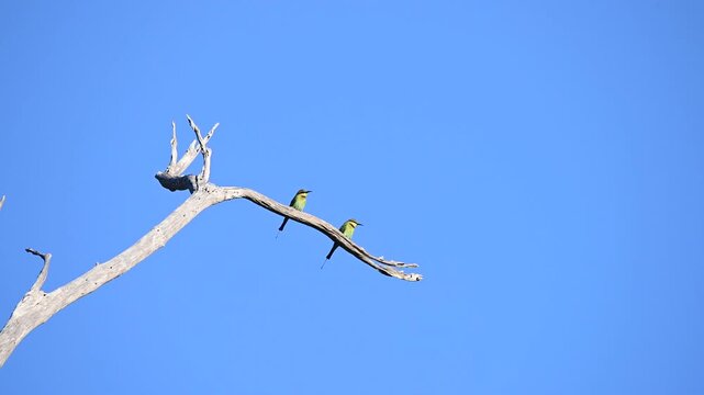 Australian Rainbow bee eaters hunting from a dead tree