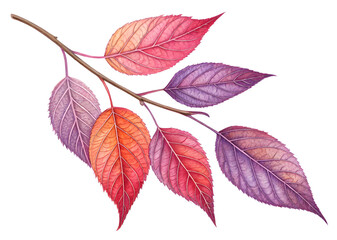 Obraz premium Autumn leaves isolated on white background 