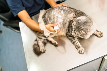 Veterinarian performing ultrasound examination on kitten in clinic