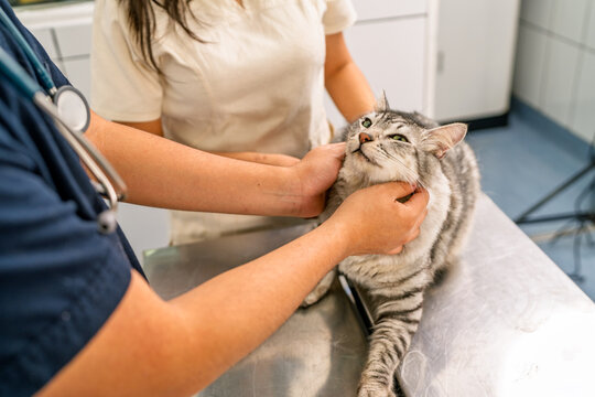 Veterinarians examining kitten in veterinary clinic