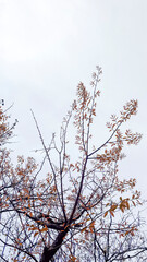Tree with dark branches and dry leaves in reddish tones, photographed from a low angle against the cloudy autumn sky.
