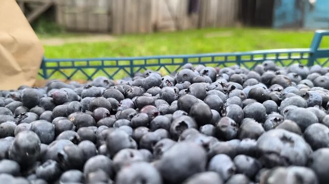 Blueberry organik yang baru dipetik dalam peti buah disiapkan untuk dijual di pasar.