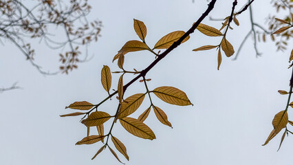 Branch with yellowish dry leaves highlighted against the cloudy sky, conveying a sense of autumn and seasonal transition in nature.