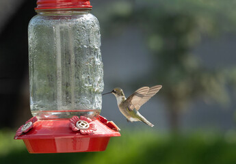A ruby-throated hummingbird flies near a red feeder