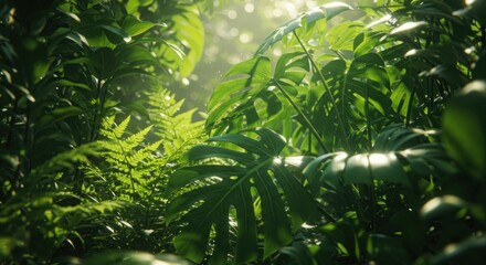 Obraz premium Lush greenery scene with bright monstera leaves and soft sunlight creating a serene natural ambiance