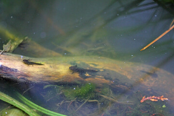 larva from mountain newt under water