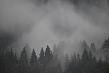 Trees in the mist