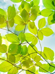 Tree foliage in fresh green spring colors