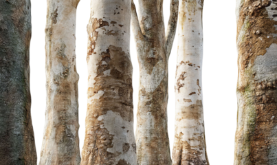 PNG of A close-up of tall, textured tree trunks showcasing a variety of colors and patterns.