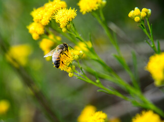Bee and yellow flowers in the grass
