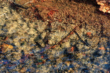Clear stream with rocks and autumn leaves in sunlight