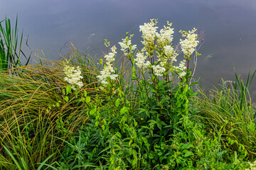 Obraz premium White Flowers Blooming Near Still Waters