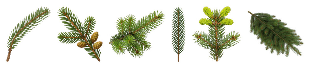 Evergreen branch set including various fir, pine, and spruce types with new shoots and cones isolated. Nature, holiday, and winter design elements.