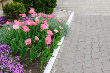 Flowers in a flower bed tulips. Greening the urban environment. Background with selective focus