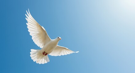 Obraz premium Dove of Peace Ascending: A pristine white dove gracefully soars through a clear, bright blue sky, its wings spread wide. Symbolizing peace, hope, and freedom.