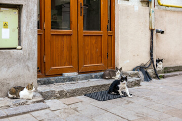 Group of street cats relaxing on stone steps in urban alley