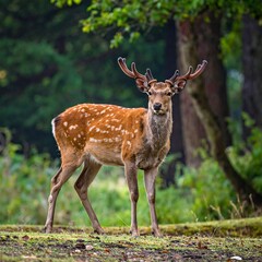 A spotted deer with elegant antlers stands poised in a lush green forest, showcasing its natural beauty.