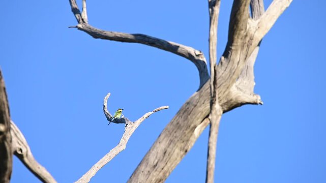 Australian Rainbow bee eaters hunting from a dead tree