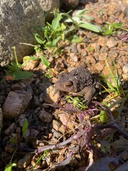 Wild Toad Sitting on Rocky Ground in Sunlight
