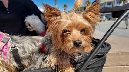 A Cute Terrier in a Pram