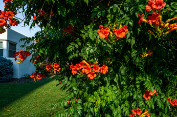 Close up of Trumpet Vine flowers and foliage along with new forming buds and a seed pod.