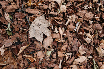 枯れ葉