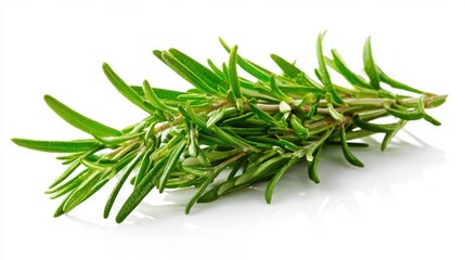 Fototapeta premium A vibrant sprig of fresh rosemary is displayed against a white background, showcasing its needle-like leaves and aromatic appeal, ideal for enhancing various dishes.