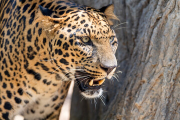 close up of a leopard, Fort Worth, Texas, USA