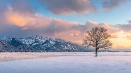 Fototapeta premium A solitary tree stands in a vast snowy field as the sun sets behind majestic mountains. The sky is painted with shades of pink and orange, creating a serene winter atmosphere.