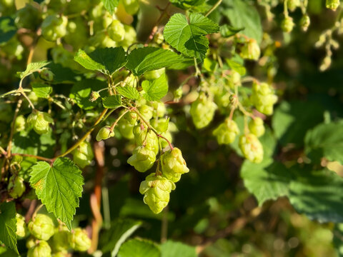 Common Hop climbing plant with Hop flowers close up