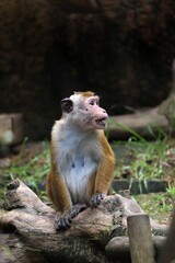 座って横を向いたトクモンキー